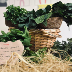 Tohum ve Bitki İnceleme Etkinliği