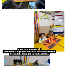 Küçük Kaşifler Dünyayı Tanıyor: Canlı mı, Cansız mı?