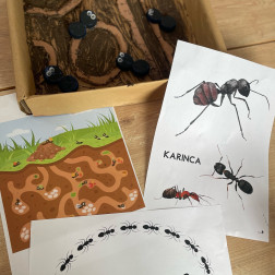 GEMS – Böcekler: Karınca Oteli 🐜🌿