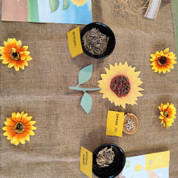 Doğanın Mucizesine Yolculuk: Bir Ayçiçeğinin Hikayesi