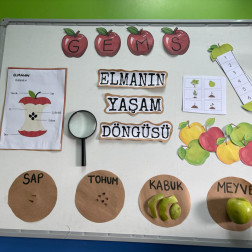 Minik Kaşifler İş Başında: Elmanın Yaşam Döngüsünü Öğreniyoruz!