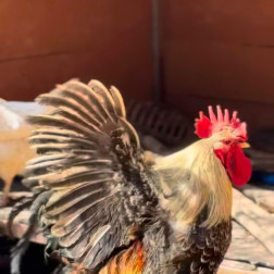 🐾 Doğada Hayvanlarla İç İçe!