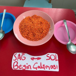 Sağ ve Sol Beyin Koordinasyon Çalışması 🧠