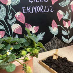 Minik Ellerle Çilek Ekimi Etkinliği