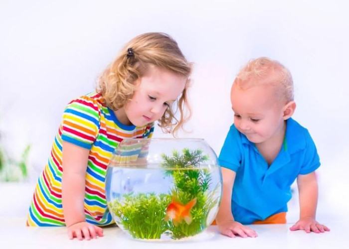 Evcil Hayvan Seçimi