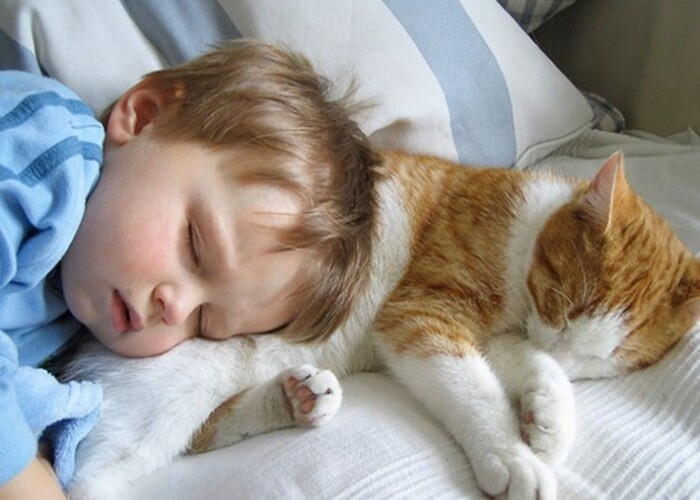 Uyuyan Kedi ve Çocuk