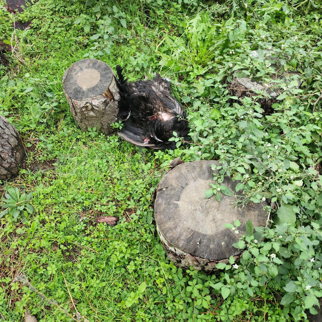 Özel Minik Yıldızlar Orman Anaokulu - 27