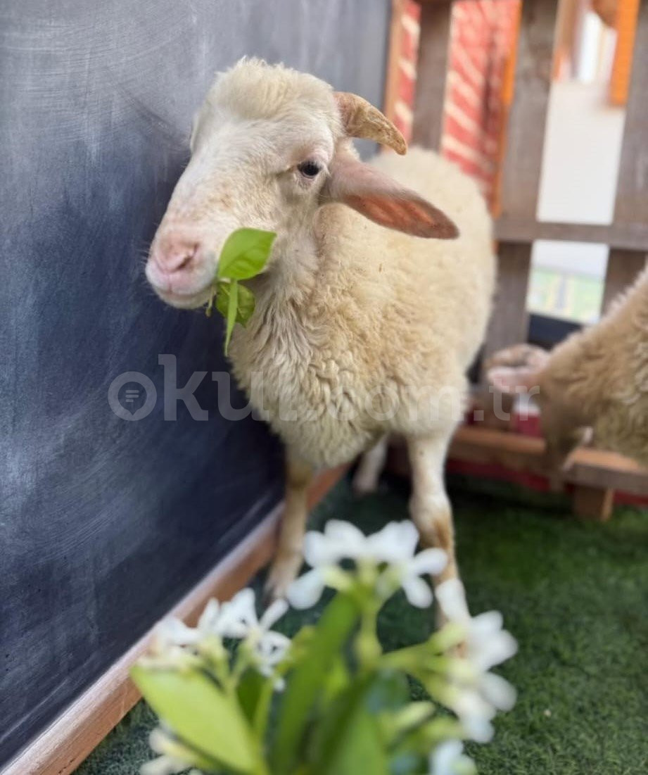 Özel Enderun Park Anaokulu - 15