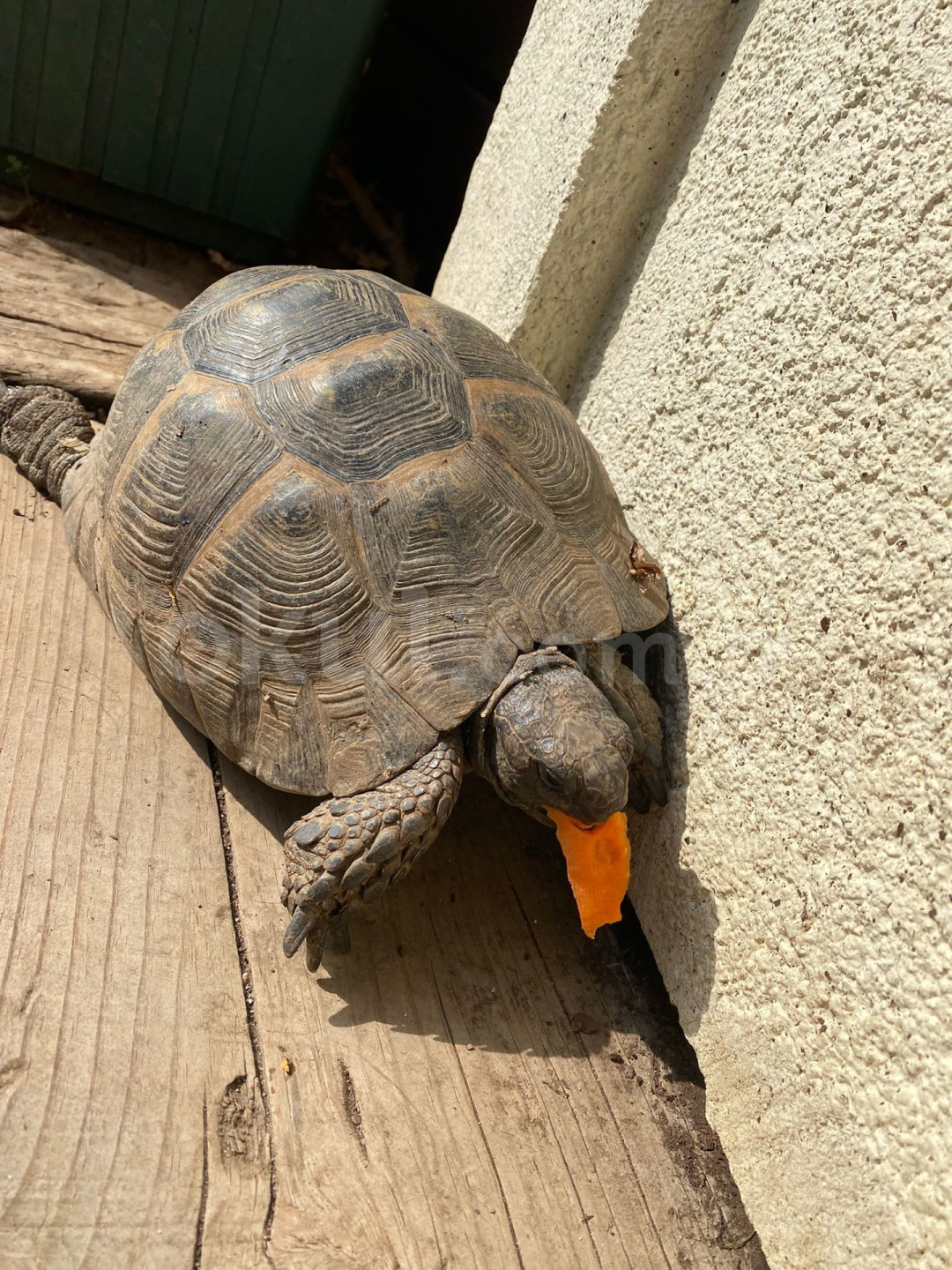 Özel Çitlembik Montessori Anaokulu - 16