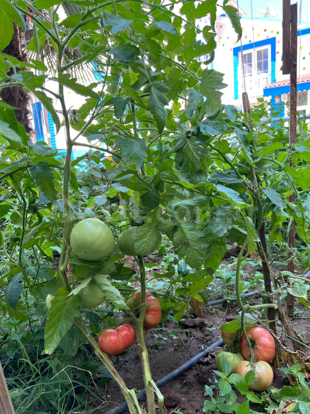 Özel Lider Çocuk Anaokulu - 6