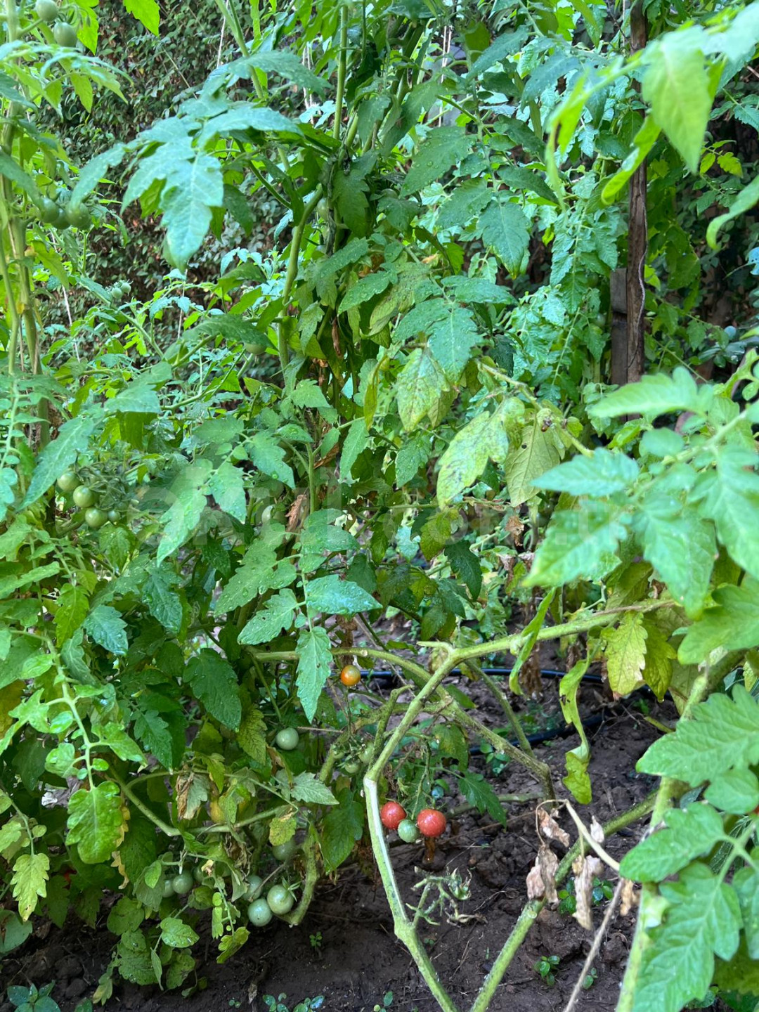 Özel Lider Çocuk Anaokulu - 7