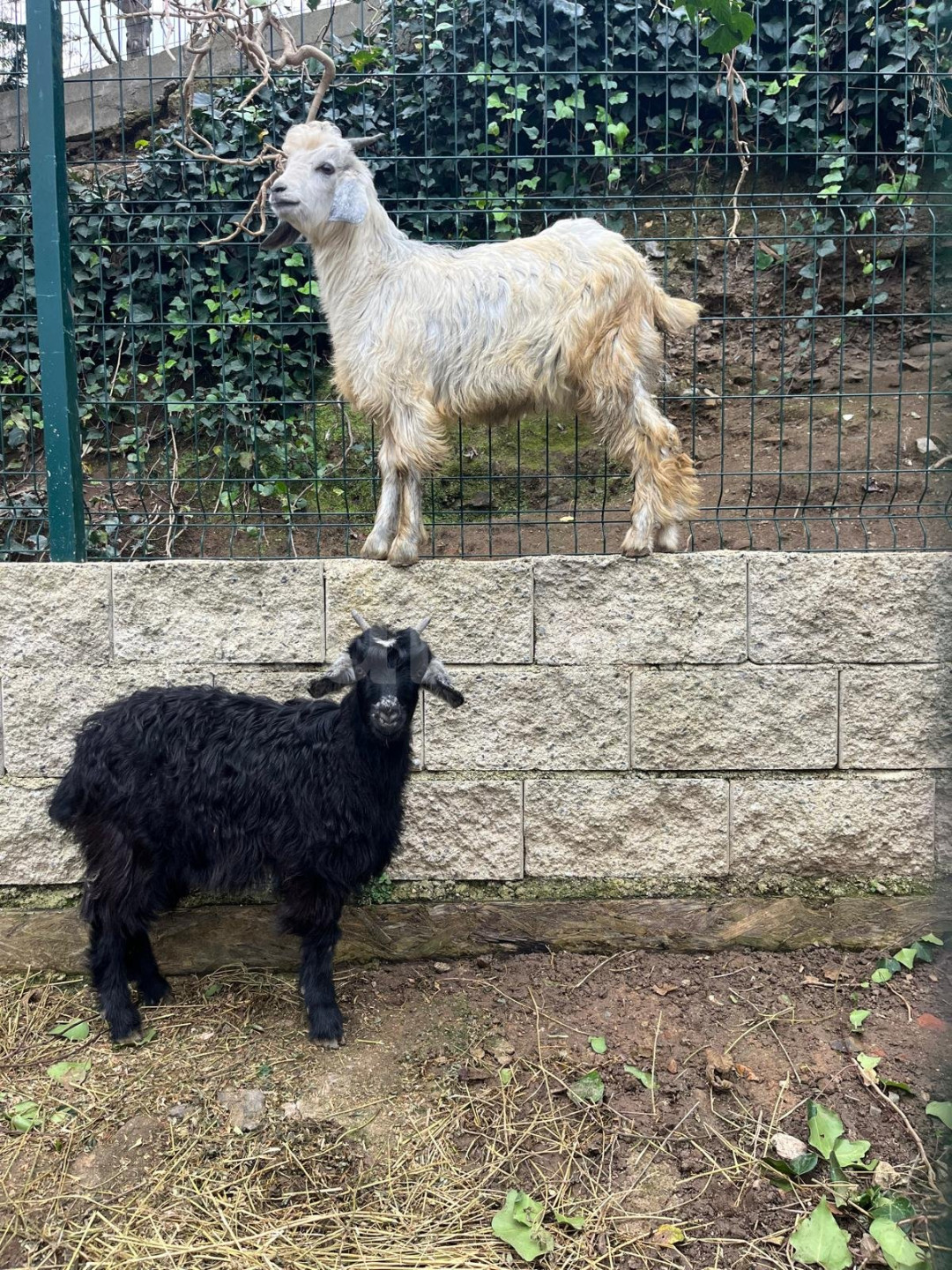 Özel Acıbadem Okulları Sultantepe Anaokulu - 13