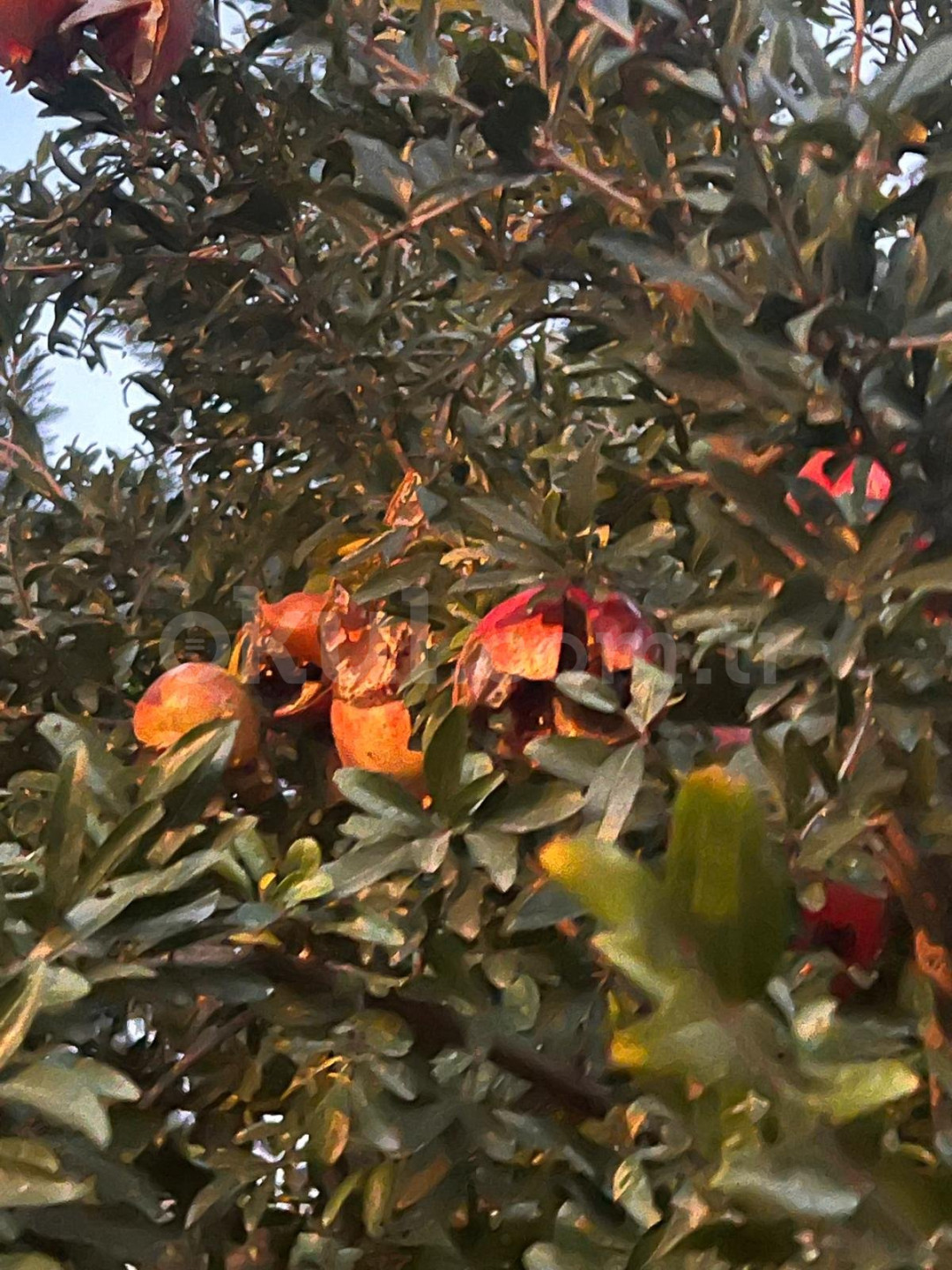 Özel Sare Anaokulu - 8