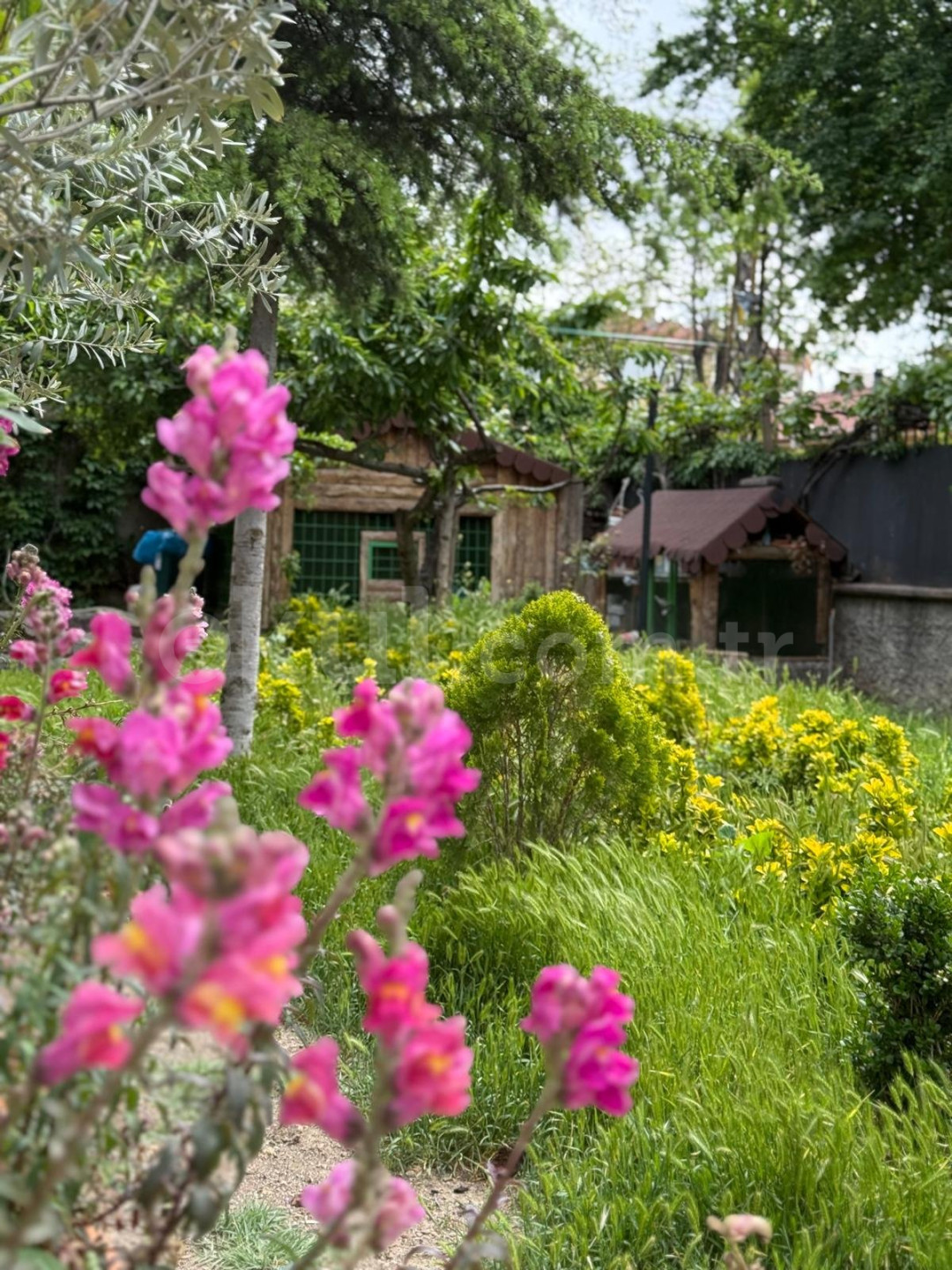 Özel Sezgi Montessori Anaokulu - 4