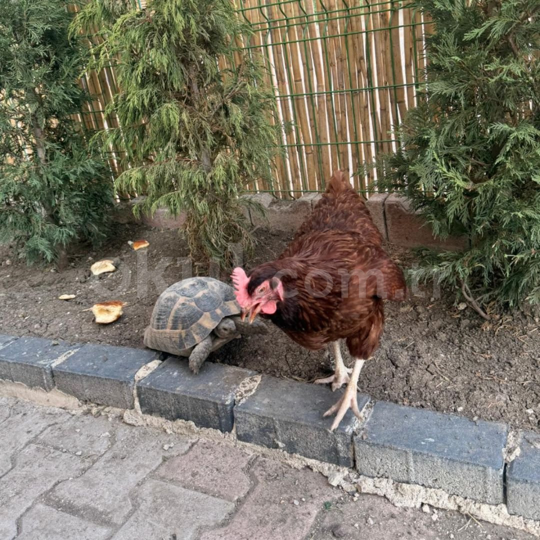 Özel Düş Ağacı Çocukları Anaokulu - 58