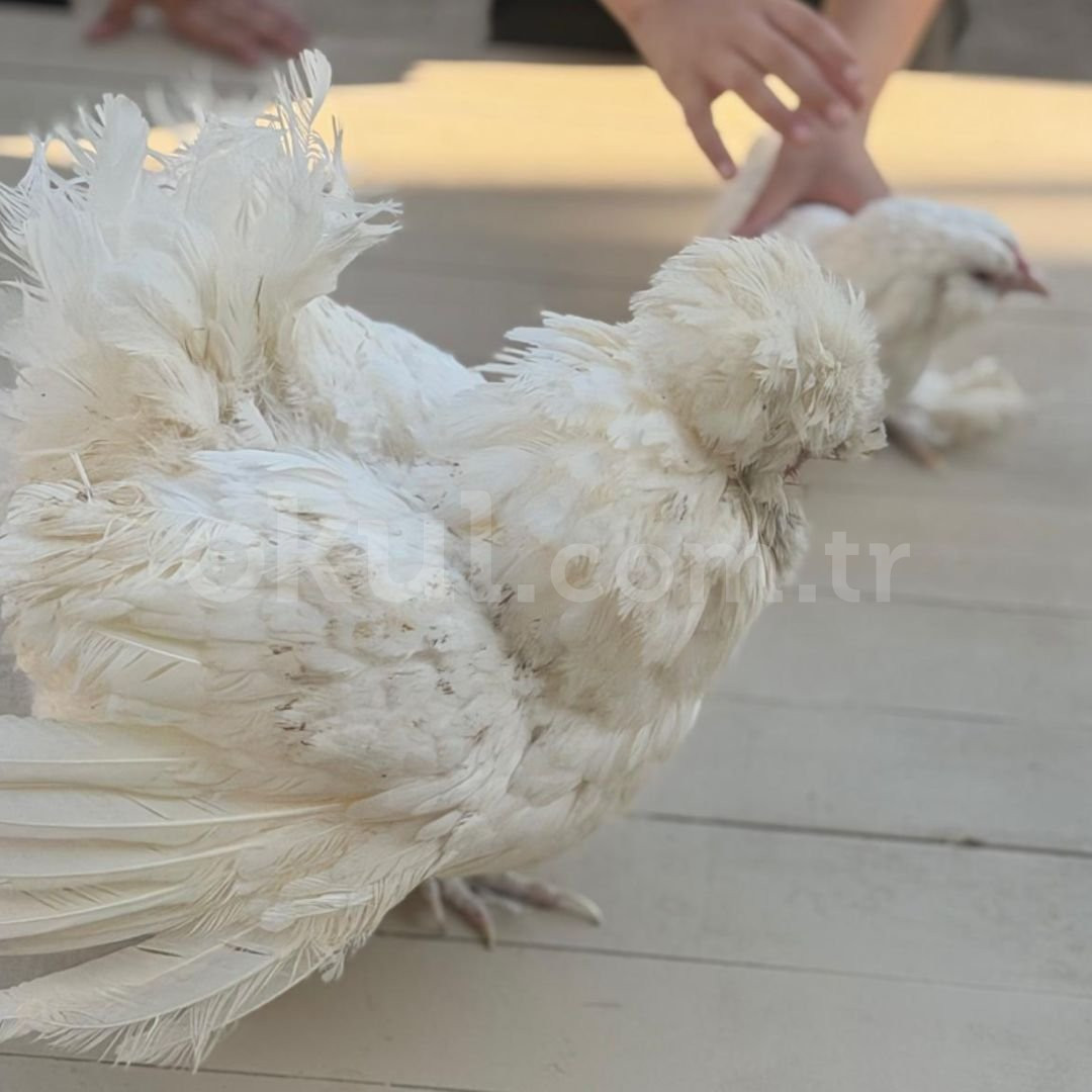 Özel Düş Ağacı Çocukları Anaokulu - 51