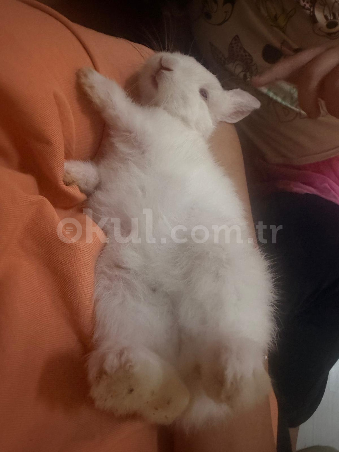 Özel Düş Ağacı Çocukları Anaokulu - 18