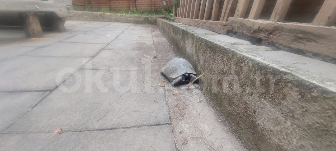 Özel Turuncu Balık Kreş ve Gündüz Bakımevi - 27