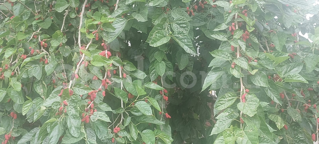 Özel Turuncu Balık Kreş ve Gündüz Bakımevi - 25