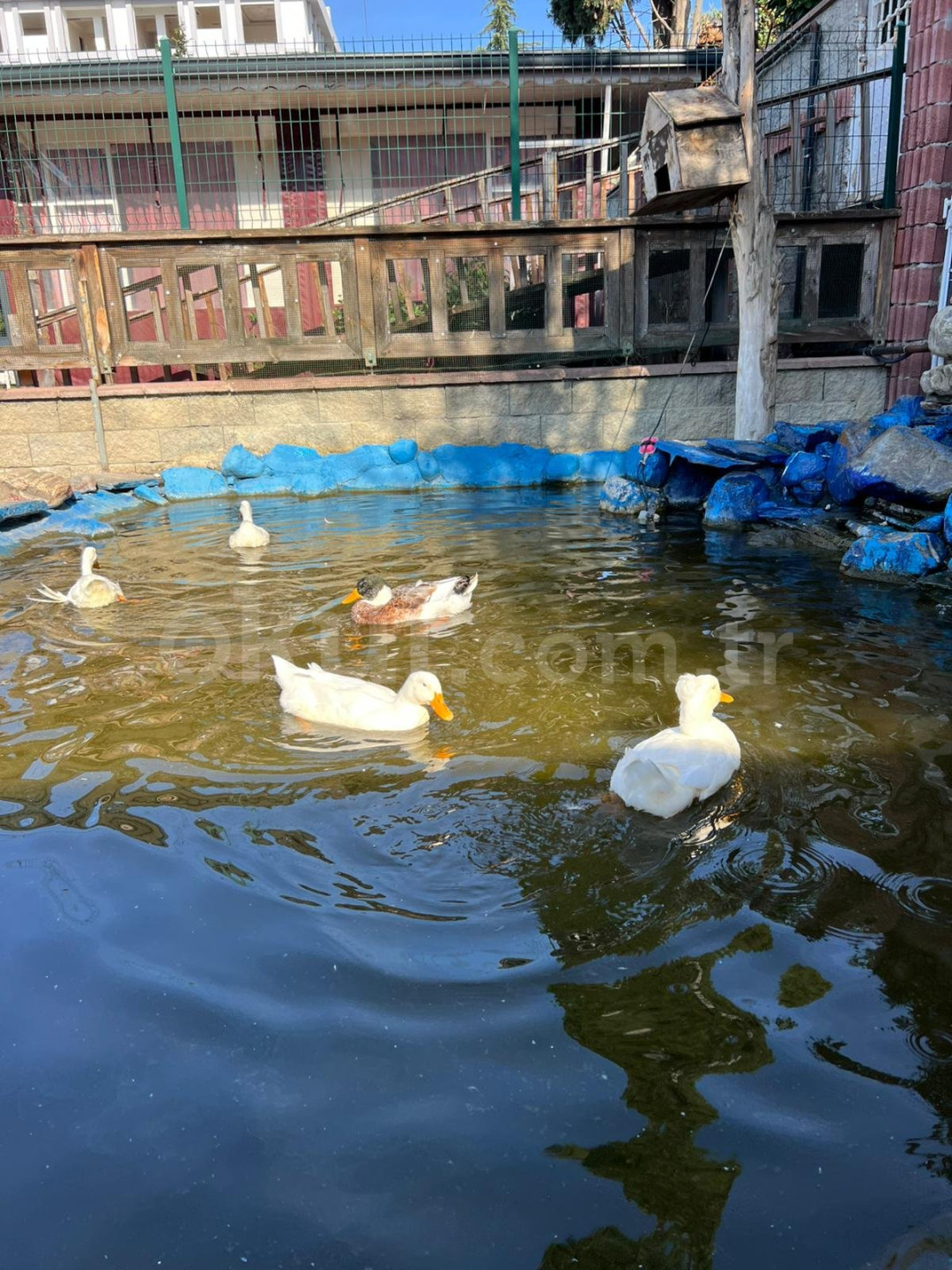 Özel Dilruba Anaokulu - 8