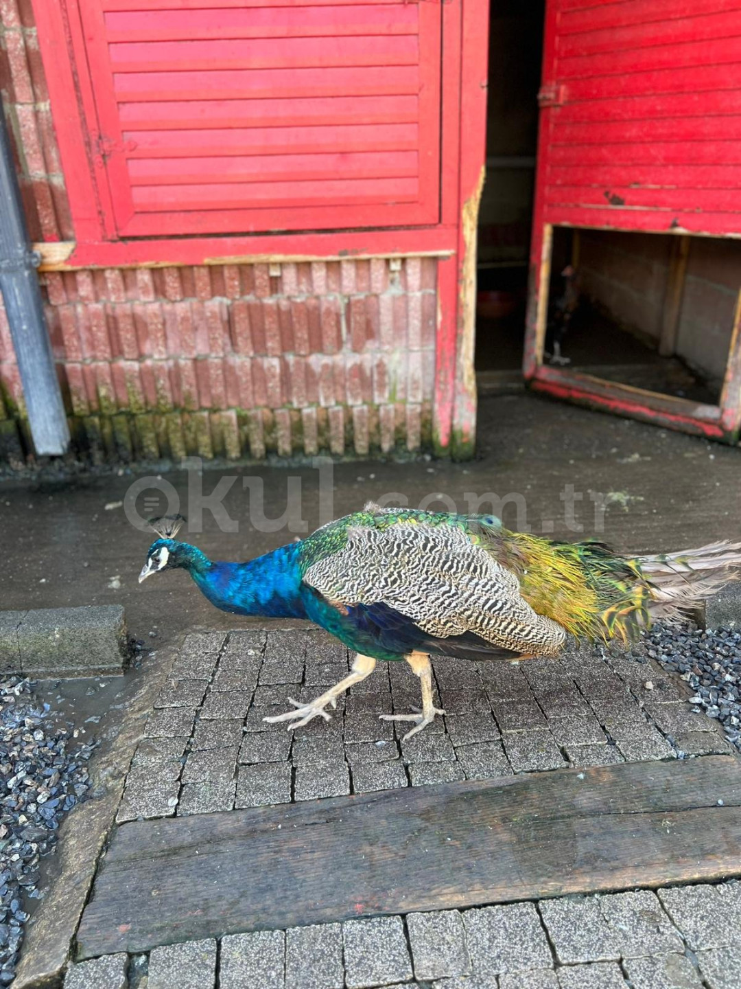 Özel Dilruba Anaokulu - 9