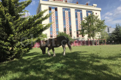 Özel Ümraniye BİKEV Okulları Anaokulu