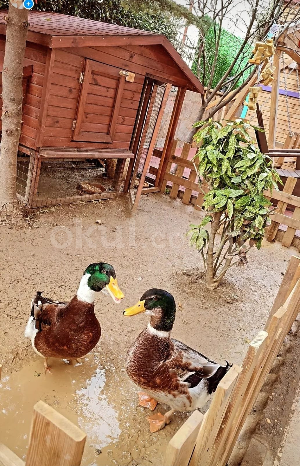 Özel Sapanbağları Çınar Anaokulu - 7