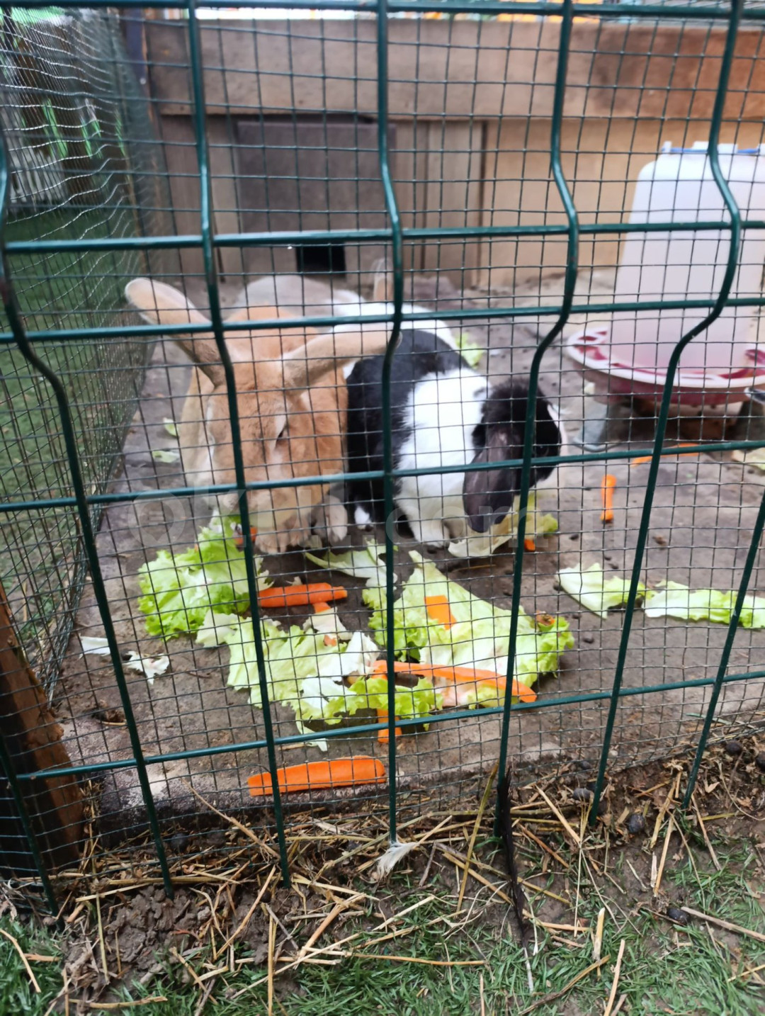 Özel Bilgi Bahçem Anaokulu - 5