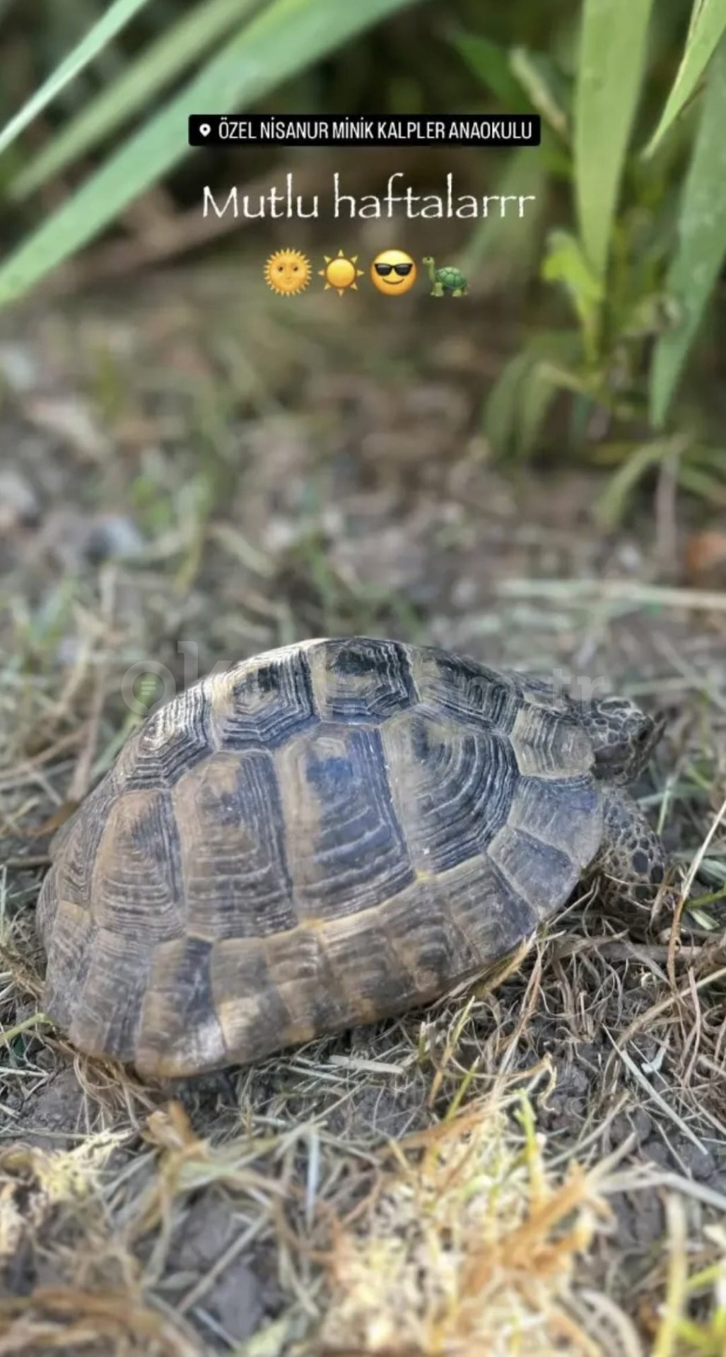 Özel Nisanur Minik Kalpler Anaokulu - 7