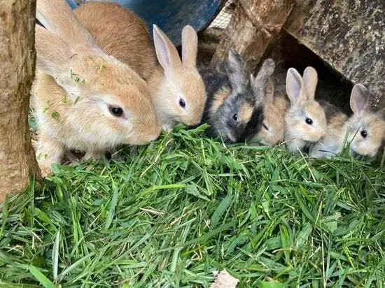 Özel Başiskele Yıldızlar Anaokulu - 9