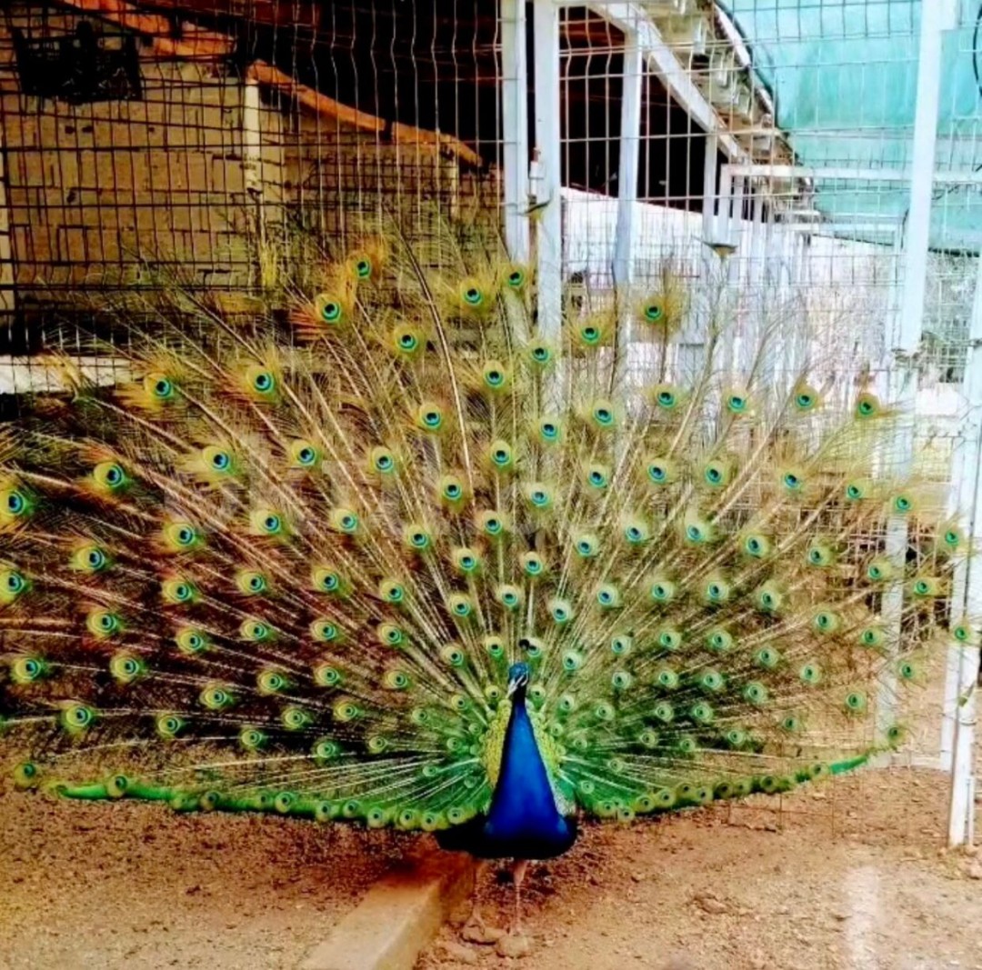 Özel Kemalpaşa Kocatürk Koleji Anaokulu - 14