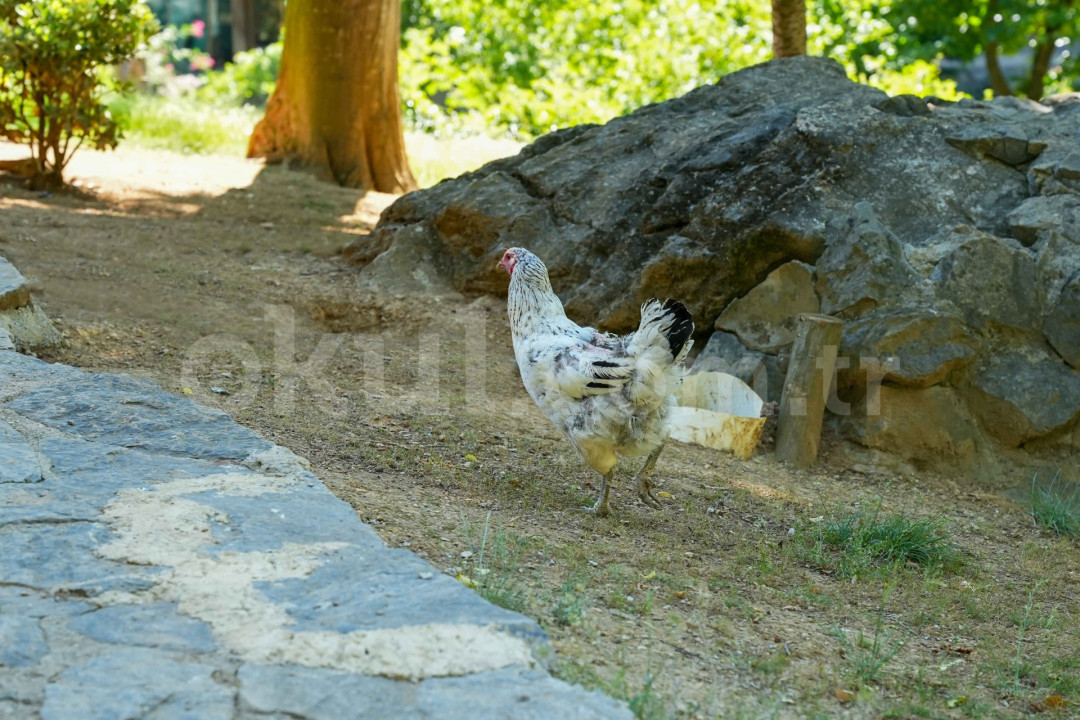 Özel Beykoz Doğa Koleji Anaokulu - 73