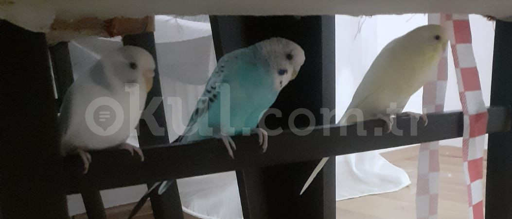 Özel Keçiören Akademi Çocuk Anaokulu - 18