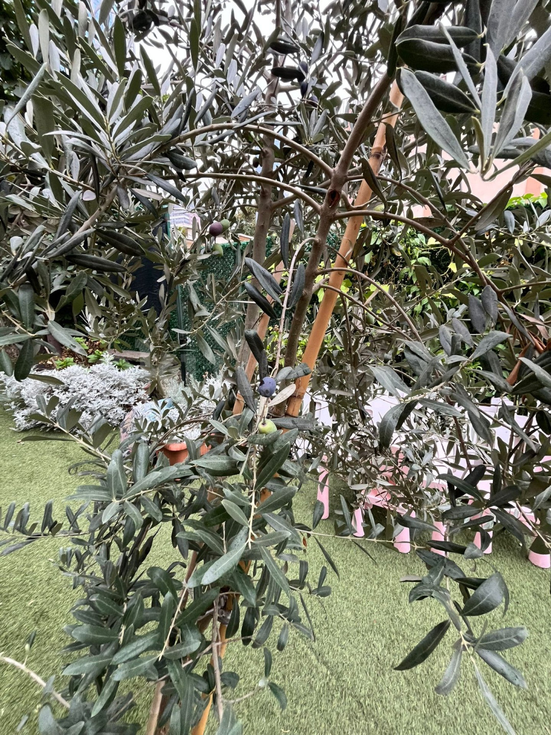 Özel Nice Kindergarten Anaokulu - 12