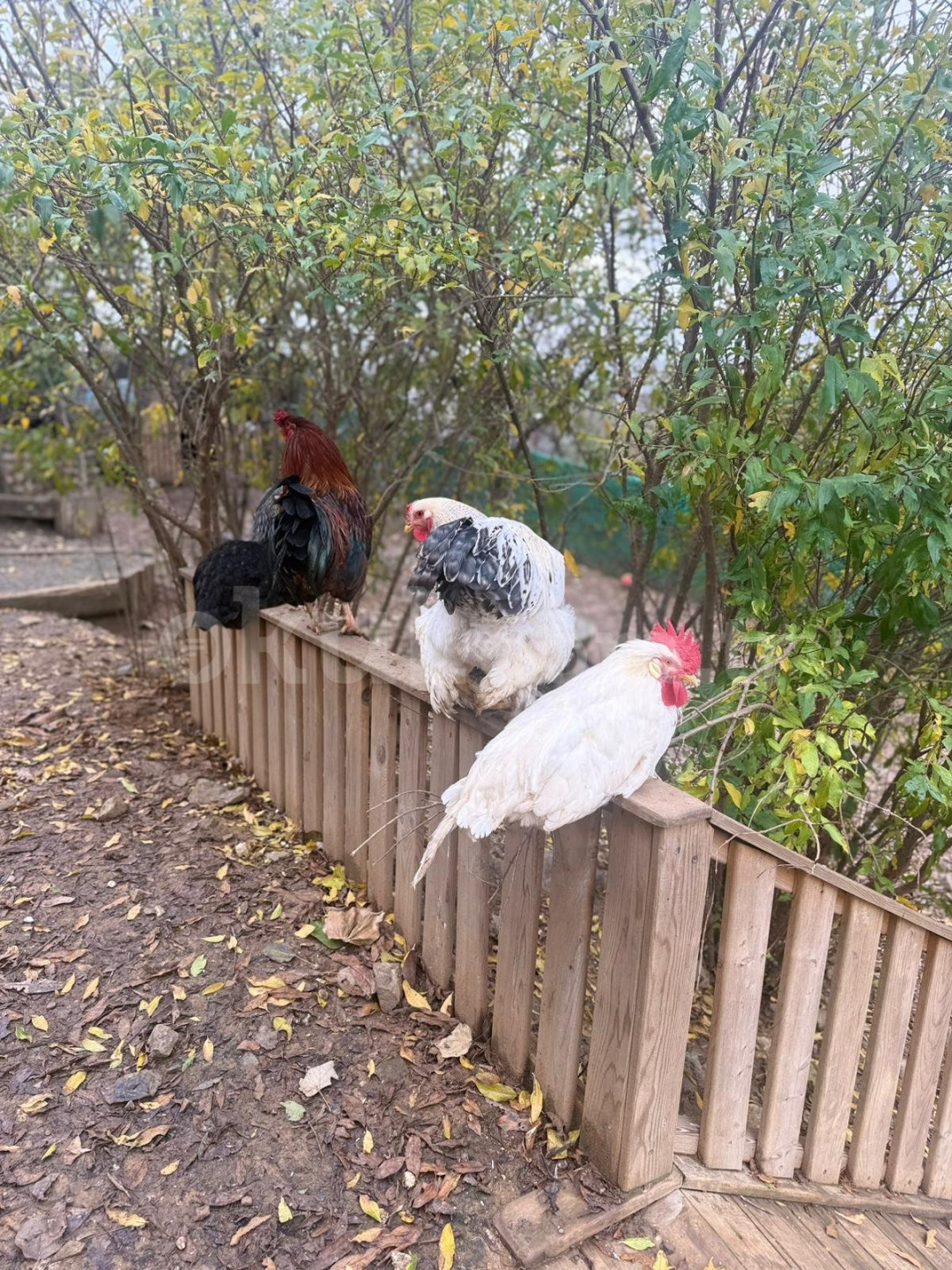 Özel Badem Şekeri Kindergarten Anaokulu - 4