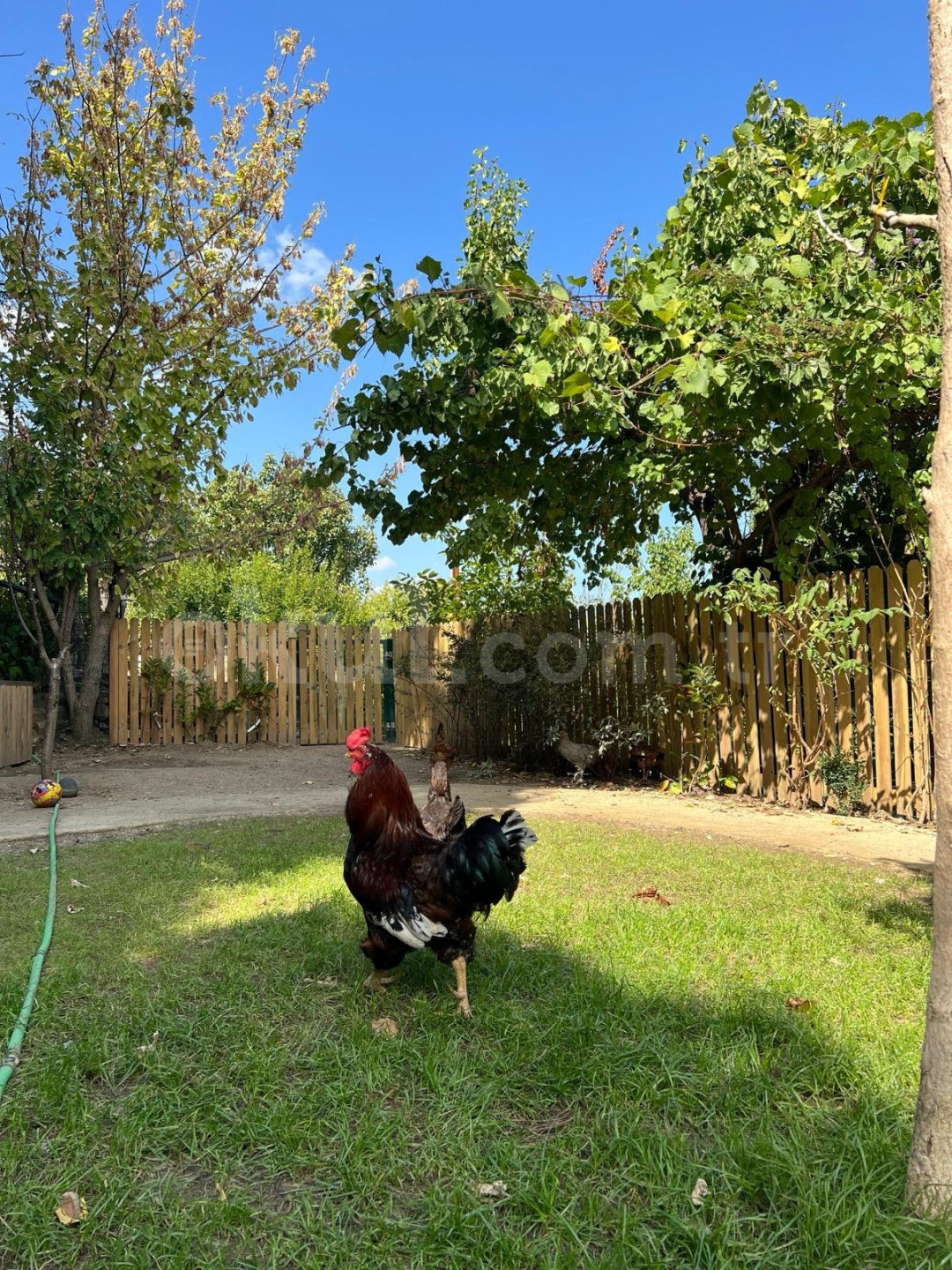 Özel Badem Şekeri Kindergarten Anaokulu - 24