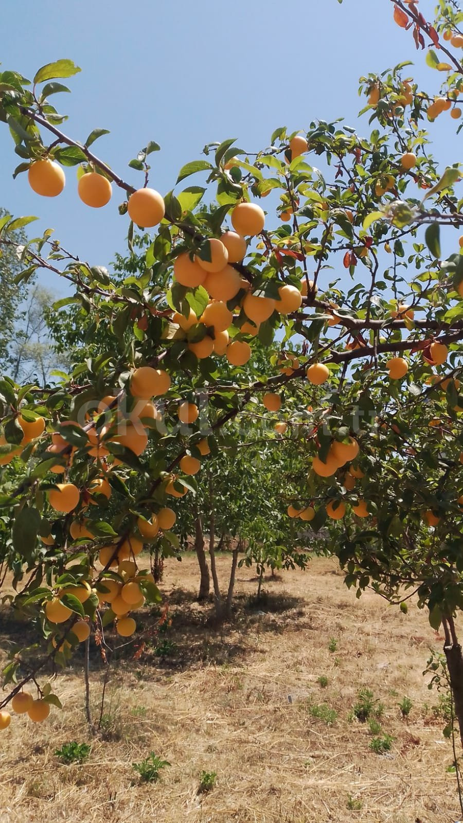 Özel İzmit Beyaz Zambak Kreş ve Gündüz Bakımevi - 4