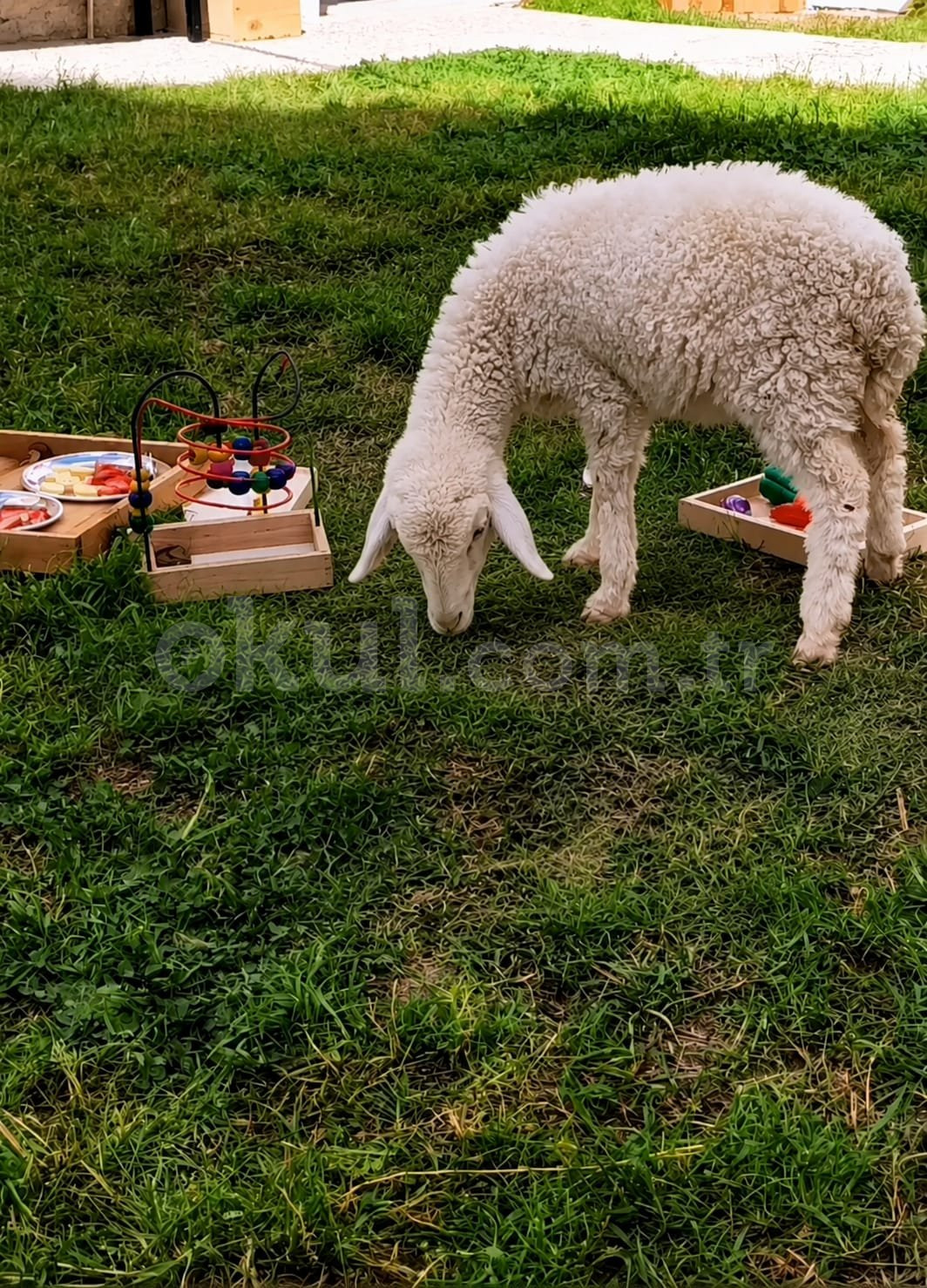 Özel Nezihe Kürkçü Montessori Anaokulu - 5