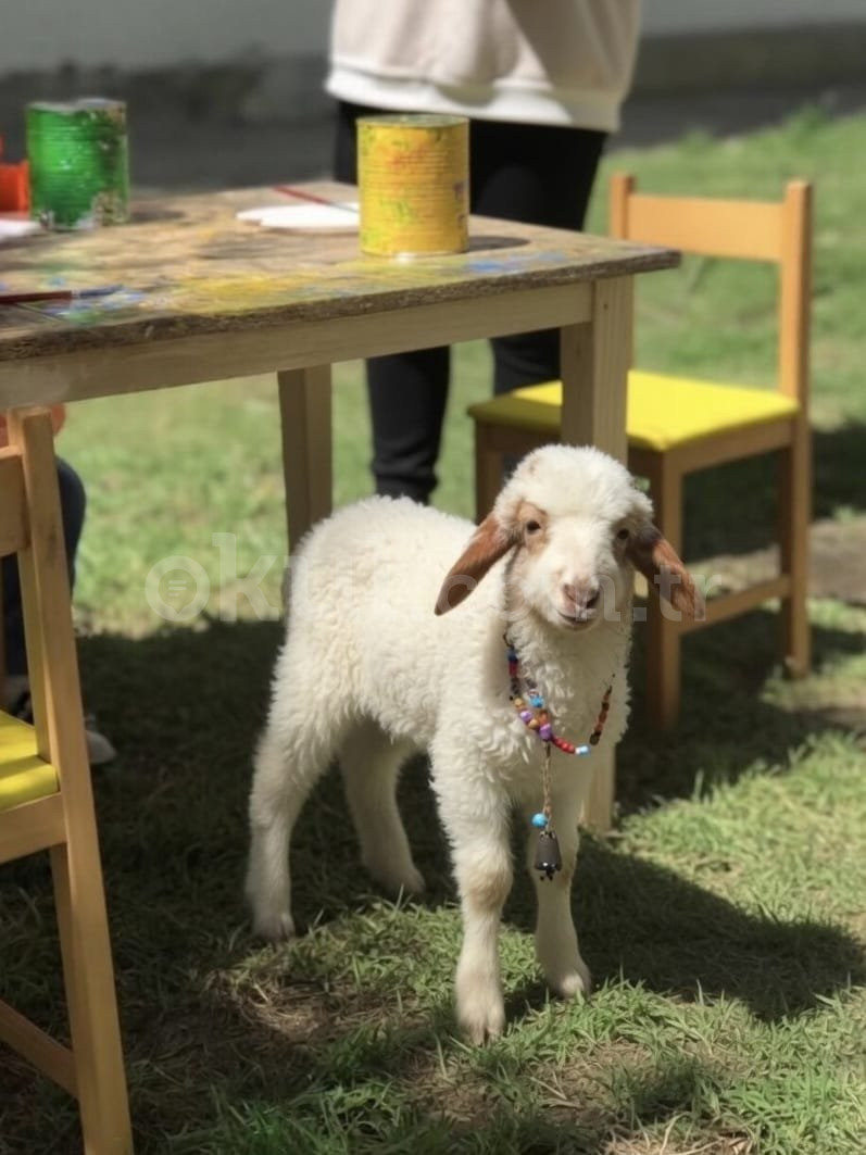Özel Nezihe Kürkçü Montessori Anaokulu - 4