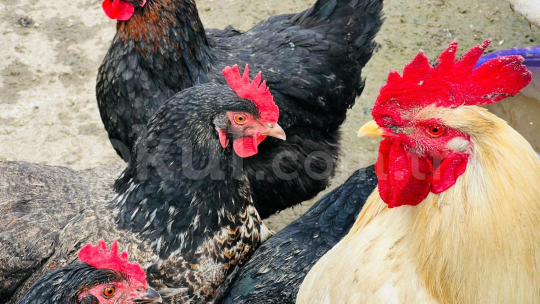 Özel Çınar Akademi İlkokulu - 12