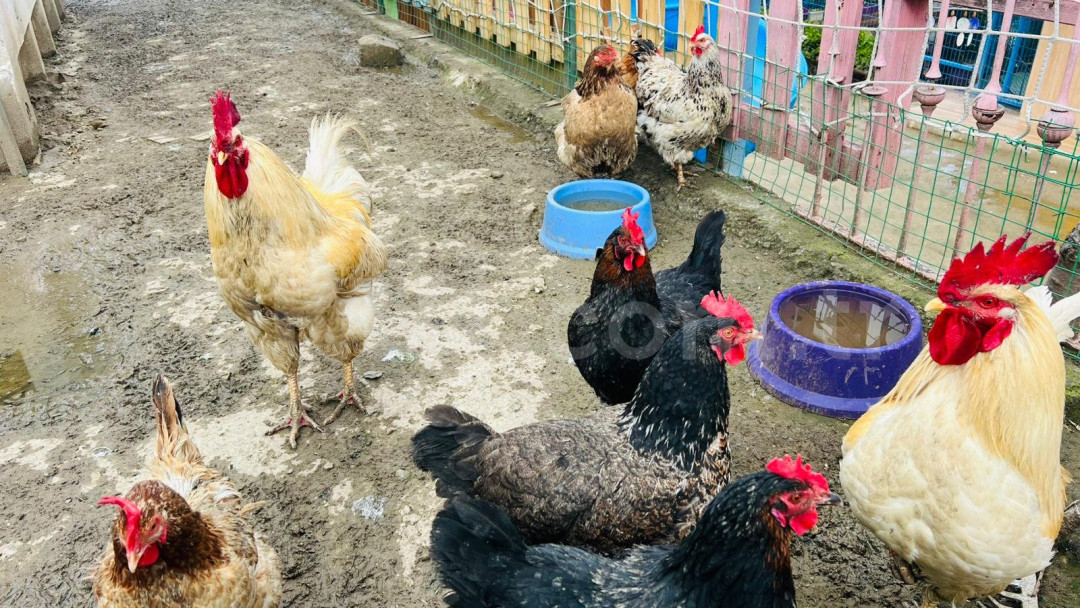 Özel Çınar Akademi İlkokulu - 13