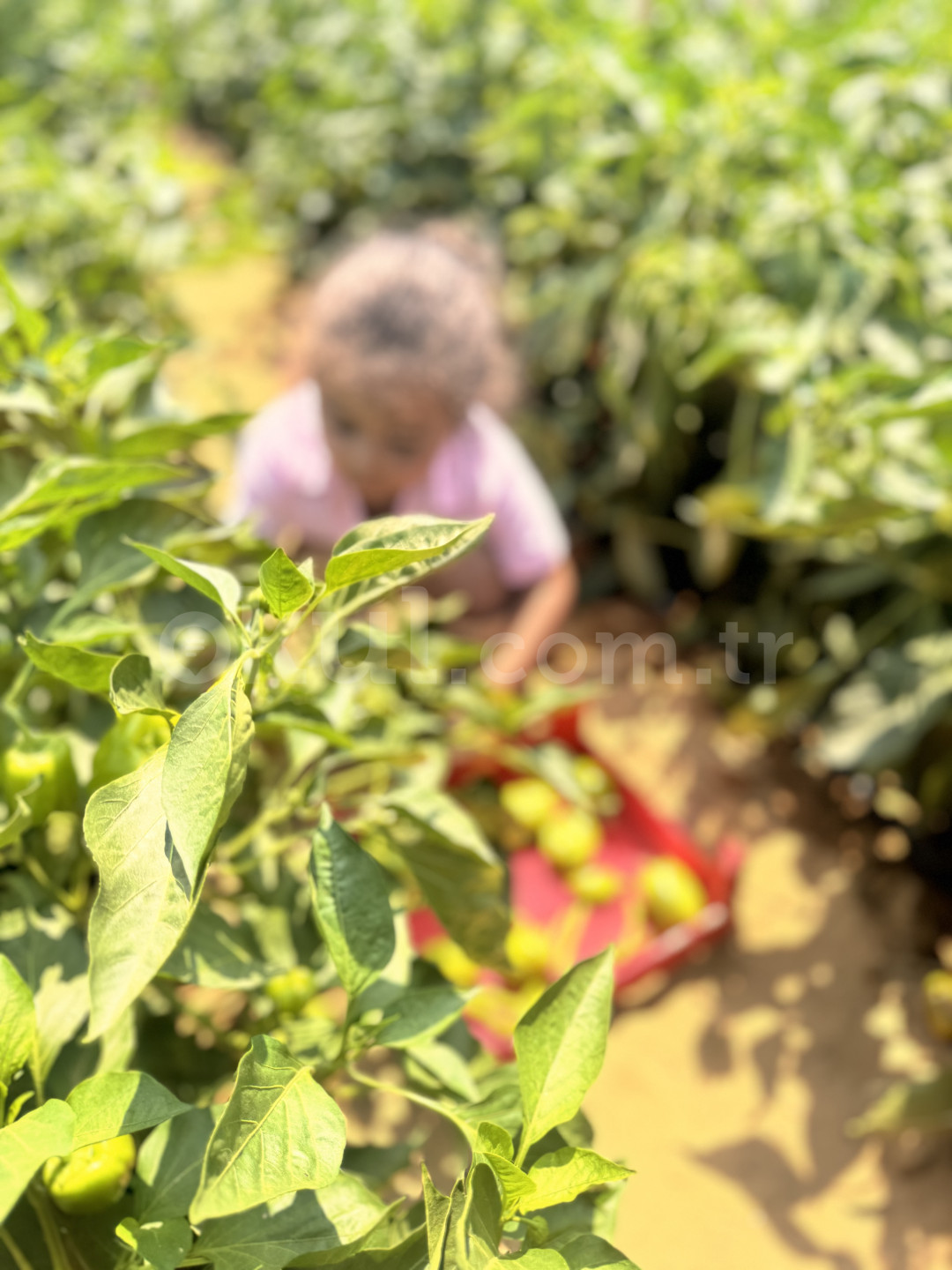 Özel Sultangazi Şevkat Anaokulu - 3