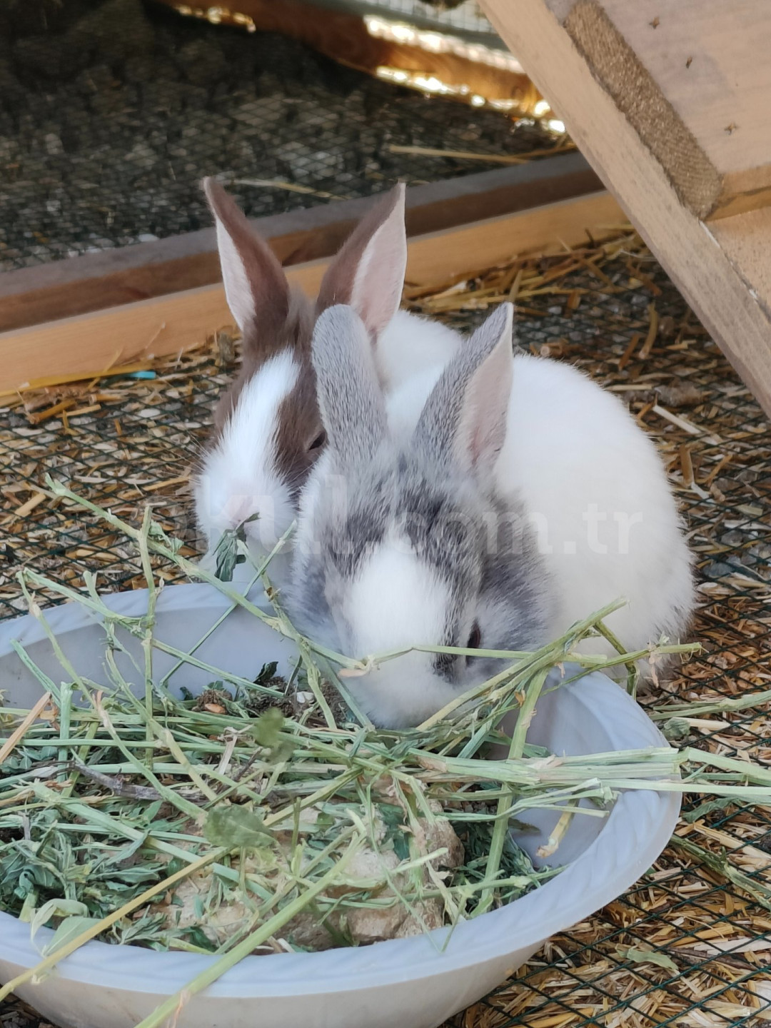 Özel Düşle Anaokulu - 10