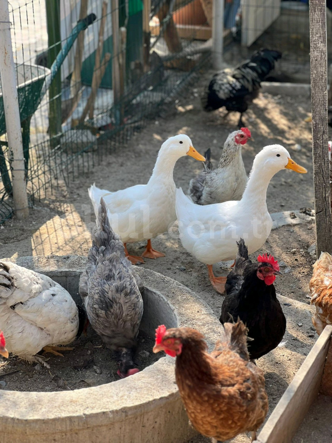 Özel Düşle Anaokulu - 5