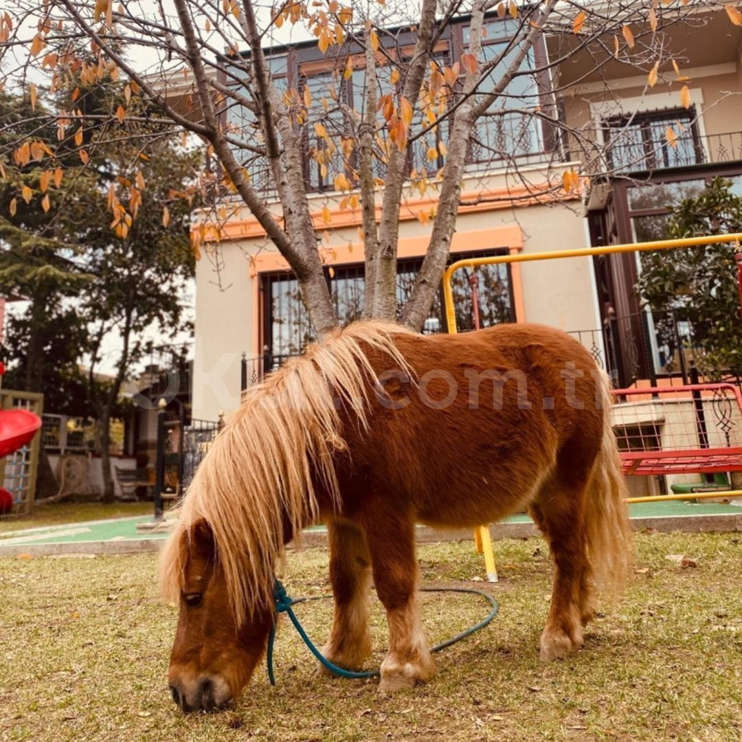 Özel Beylikdüzü Sevgi Pınarı Anaokulu - 1