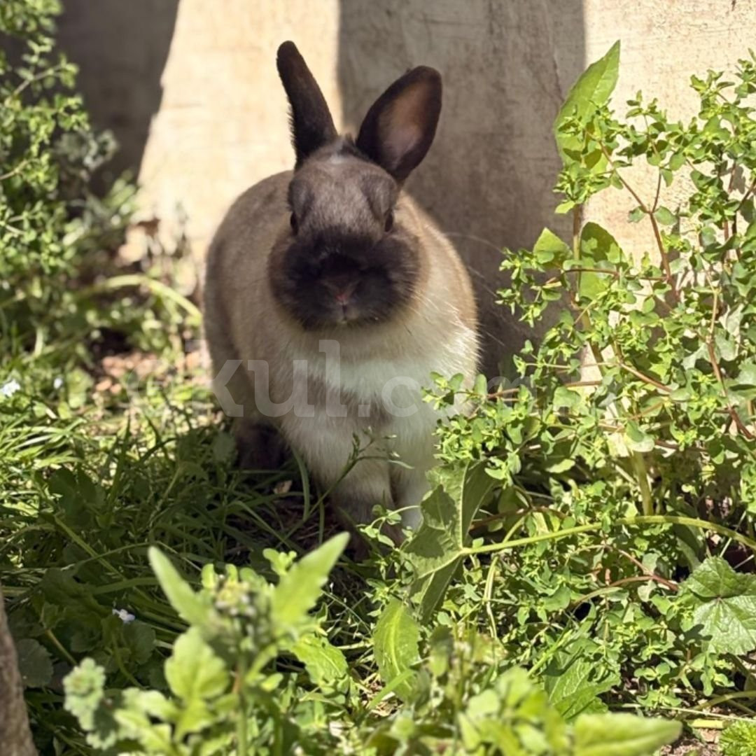 Özel Beylikdüzü Sevgi Pınarı Anaokulu - 23