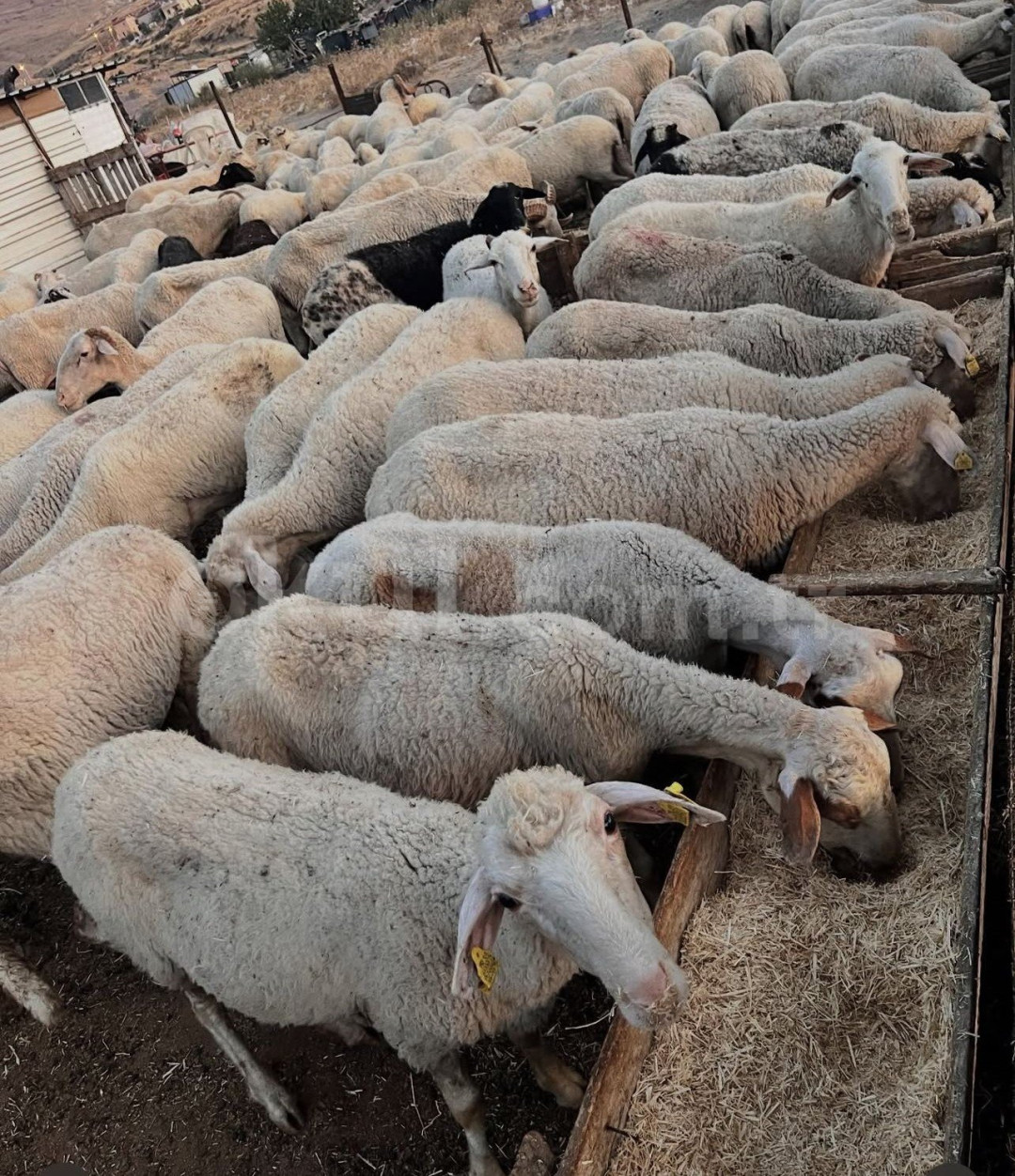 Özel Çalıkuşu Kreş ve Gündüz Bakımevi - 8