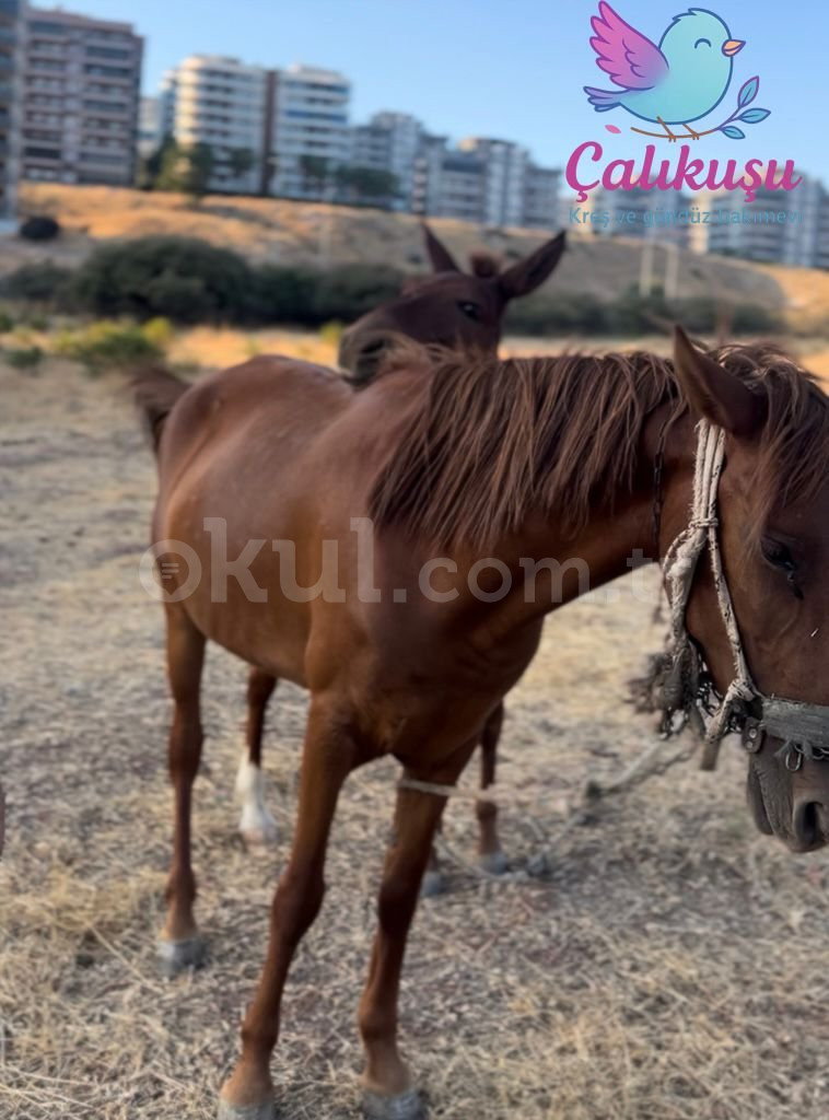 Özel Çalıkuşu Kreş ve Gündüz Bakımevi - 9