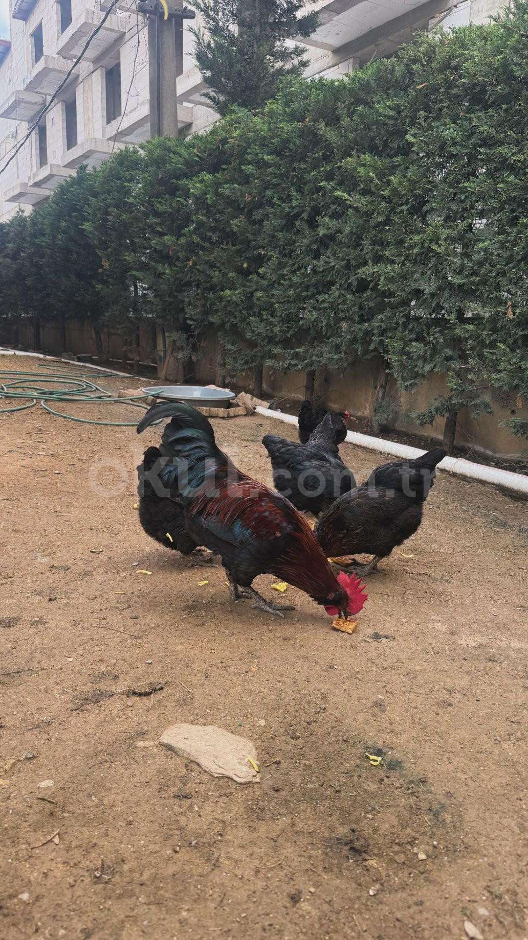 Özel Gebze ABC Anaokulu - 18