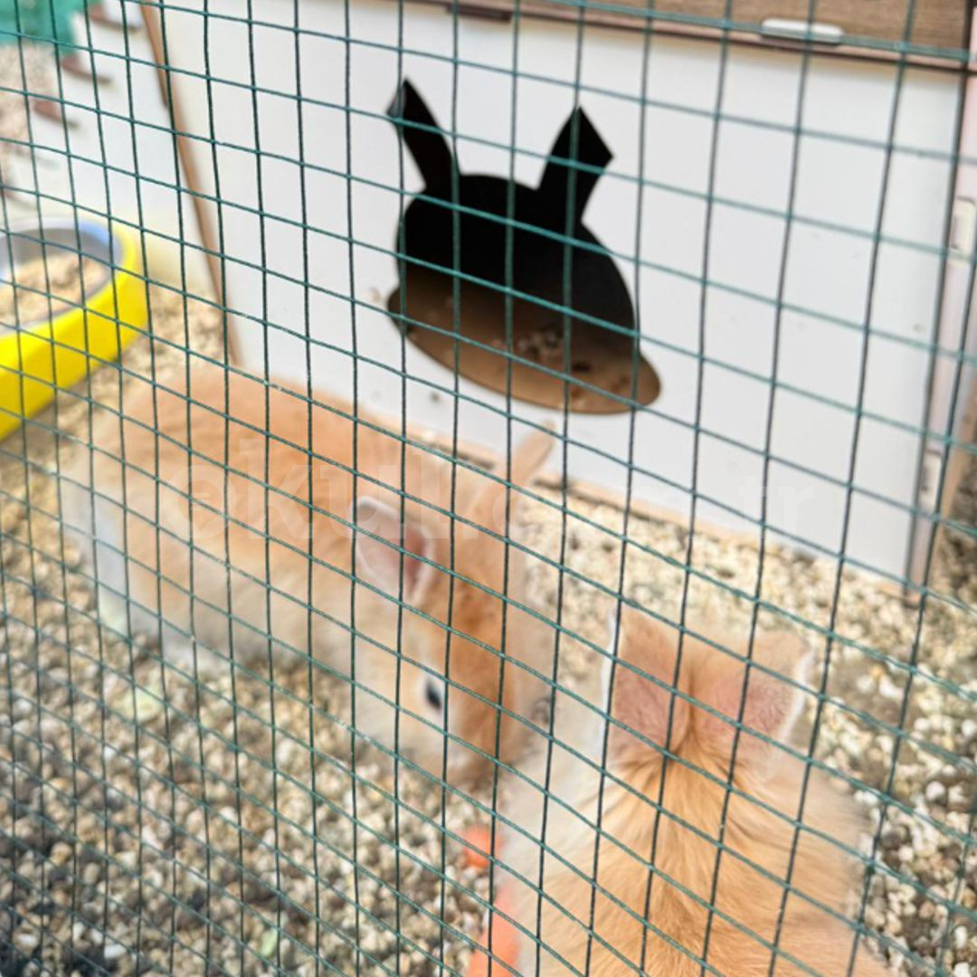 Özel Başiskele Küçük Tohumlar Anaokulu - 13